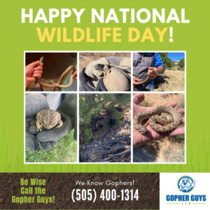 The Gopher Guys - National Wildlife Day